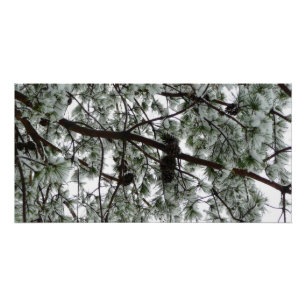 Onderaan de sneeuwbedekte pijnboom Winter Foto Perfect Poster