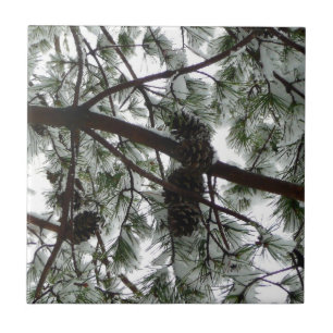 Onderaan de sneeuwbedekte pijnboom Winter Foto Tegeltje