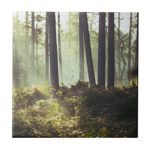 Onderborstelpatroon in het bos tegeltje (Voorkant)