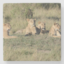 Onderdeel van een Lion Pride. Stenen Onderzetter