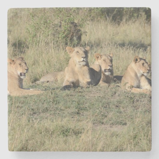 Onderdeel van een Lion Pride. Stenen Onderzetter (Voorkant)