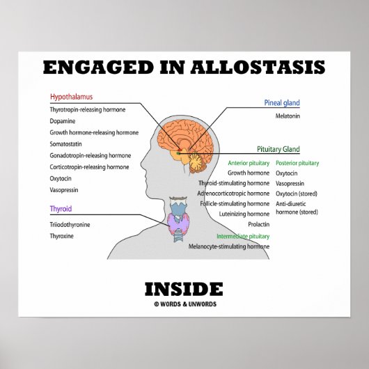 Ondergebracht in Allostasis Inside (hormoon) Poster (Voorkant)