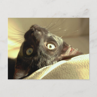 Ondersteboven kat! briefkaart