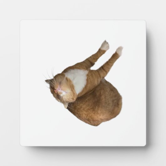 Ondersteboven Zonneschijn Kat Fotoplaat (Voorkant)