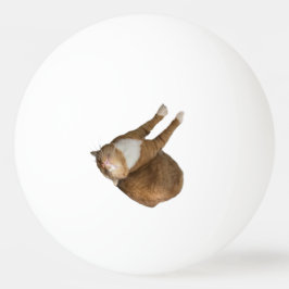 Ondersteboven Zonneschijn Kat Pingpongballen
