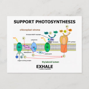 Ondersteuning van fotosynthese Exhale (Biochemie H Briefkaart