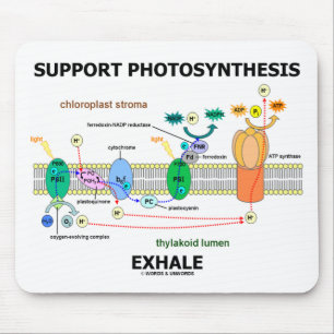 Ondersteuning van fotosynthese Exhale (Biochemie H Muismat
