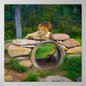 Ondertekend Lion Poster (Voorkant)