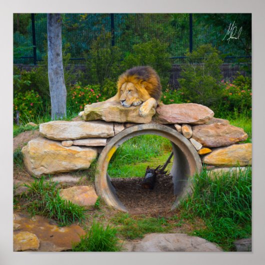 Ondertekend Lion Poster (Voorkant)