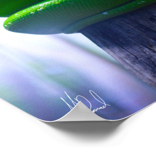 Ondertekend Poster van de groene boom Python (A) (Hoek)