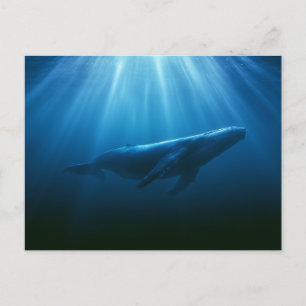 Onderwater Bultrugwalvis Briefkaart