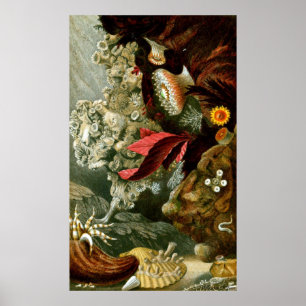 Onderwater leven negen van de tien poster