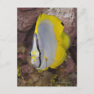 Onderwater Life, FISH: Een kleurrijke tropische Briefkaart