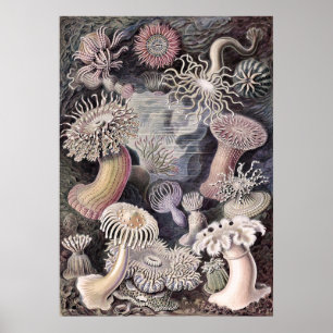 Onderwater Zee Anemones door Ernst Haeckel Poster