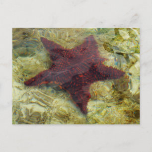 Onderwater Zeester in de Bahama's Briefkaart