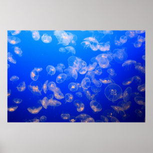 ONDERWATERFOTO VAN JELLYFISH POSTER