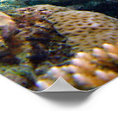 Onderwaterscène Poster (Hoek)