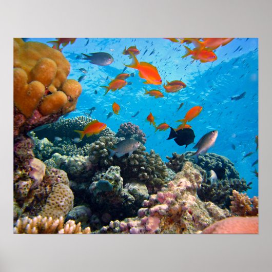 Onderwaterscène Poster (Voorkant)