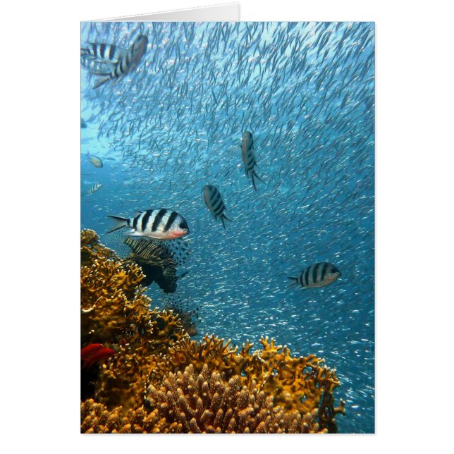 Onderwaterwereld (Voorkant)