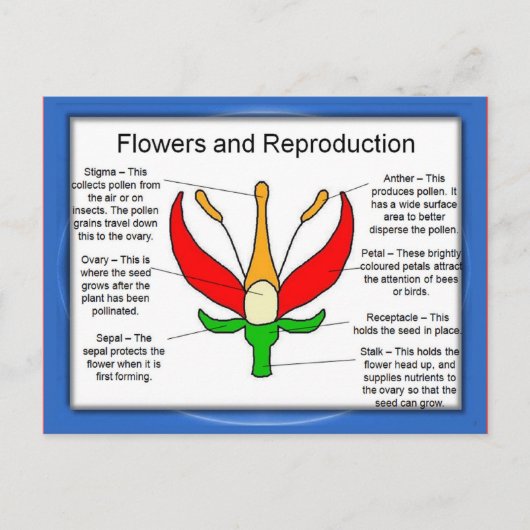 Onderwijs, wetenschap, bloemen en voortplanting briefkaart (Voorkant)