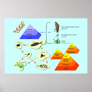 Onderwijs, wetenschap, voedselketens poster