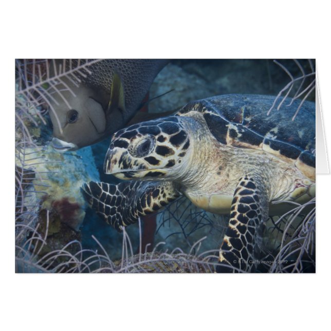 Onderzees leven: Een Hawksbill Zee Turtle (Voorkant Horizontaal)