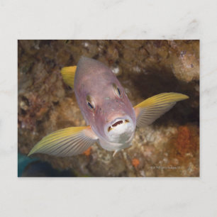 Onderzees leven; FISH: portret van een Briefkaart