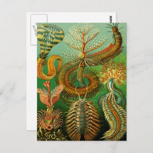 Onderzeese kleur briefkaart (Voorkant / Achterkant)