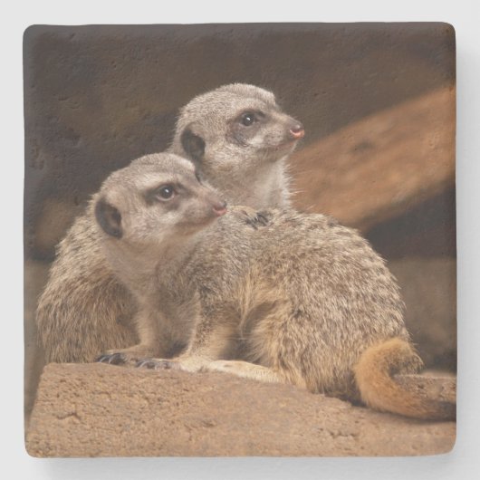 Onderzetter Meerkat Square (Voorkant)