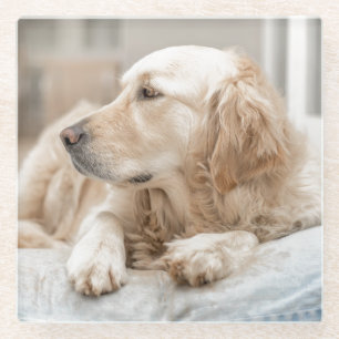 Onderzetter met portret van Golden Retriever