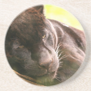 Onderzetter met zwarte panthersliep