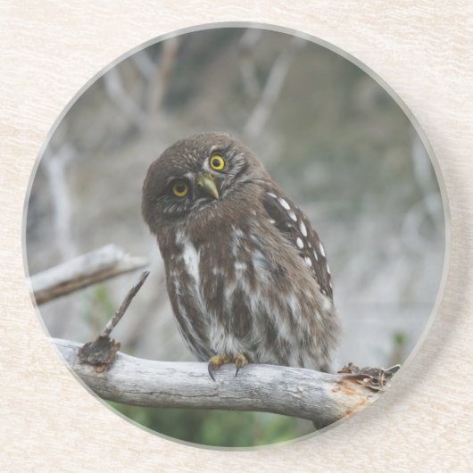 Onderzetter Noord-Pygmy Owl (Voorkant)