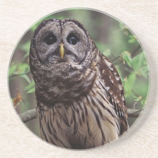 Onderzetter van Barred Owl (Voorkant)