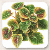 onderzetter van bladplastic (Voorkant)