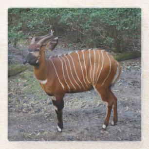 Onderzetter van Bongo (Antelope)