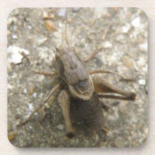 Onderzetter van bruine cricket met kurk
