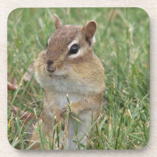 Onderzetter van Chipmunk (Voorkant)
