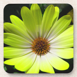 Onderzetter van de Afrikaanse Daisy Fluorescent Ye