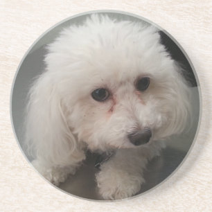 onderzetter van dierentuin