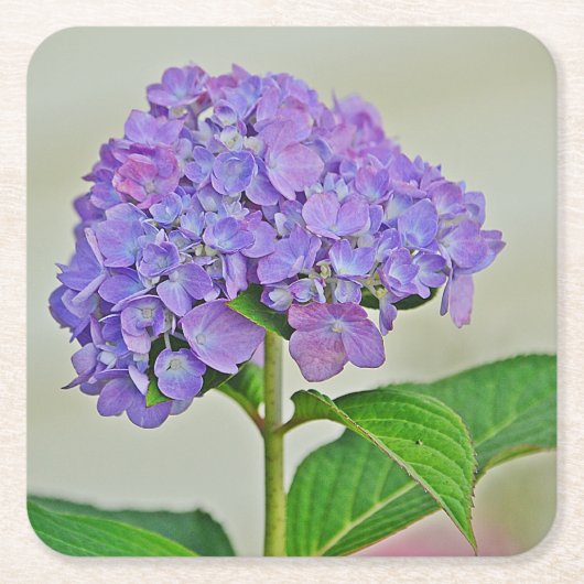 Onderzetter van Hydrangea Blossom (Voorkant)