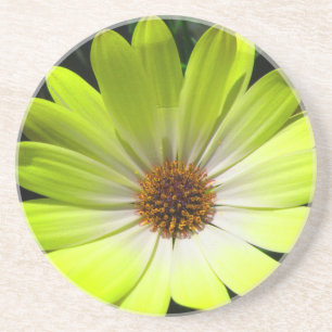 Onderzetters van de Afrikaanse Daisy Fluorescent Y