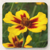 Onderzetters van de zeefbloem (Voorkant)