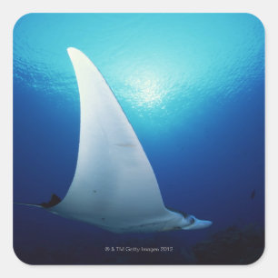 Onderzijde van een manta-straal vierkante sticker