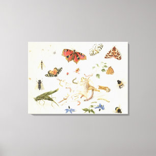 Onderzoek naar insecten en bloemen canvas afdruk