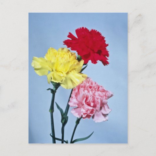 Onderzoek naar rode anjer bij witte bloemen briefkaart (Voorkant)