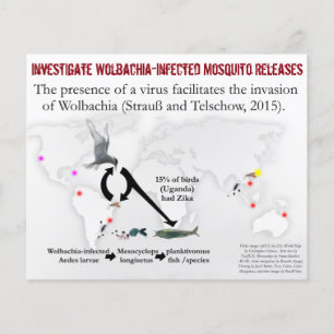 Onderzoek Wolbachia 2-bits Flyer door RoseWrites