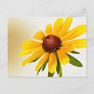 One Black-Eyed Susan Blossom Briefkaart