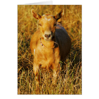 One Cute Goat