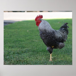 "One Legged Pose", Rooster Poster