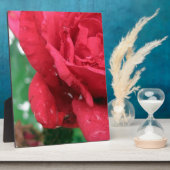 One Red Rose Fotoplaat (Zijkant)